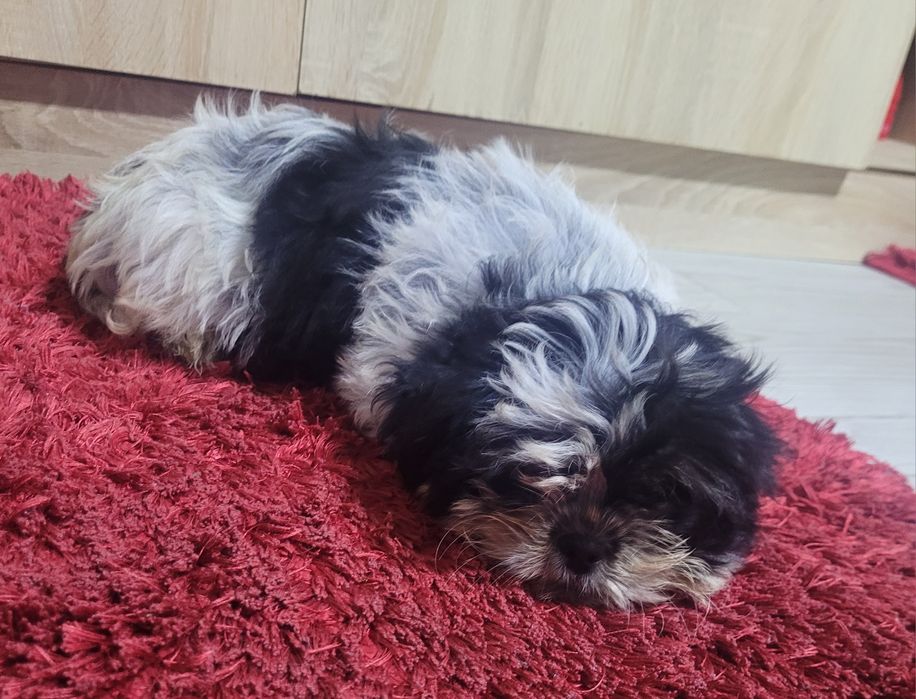 Vand catelusa Shih tzu