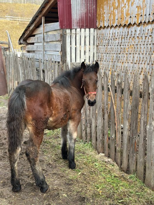 Vând mânză de 6 luni