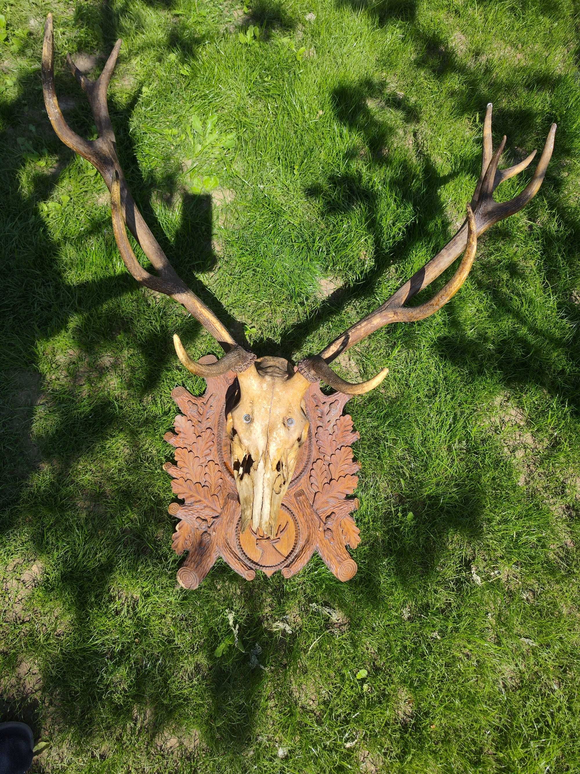 Coarne Craniu Cerb pe Panoplie Lemn Sculptat