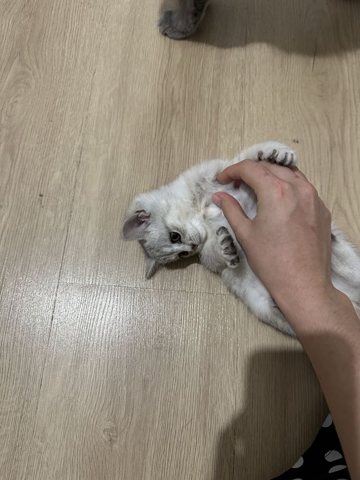 Продаю котенка британская шиншилла