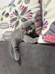 Scottish fold - puiuti