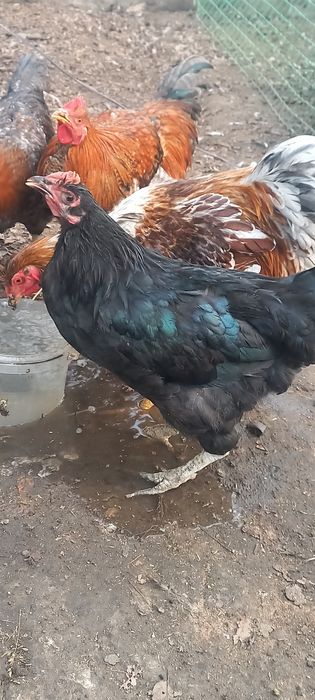 Продам чёрных кур и петухов