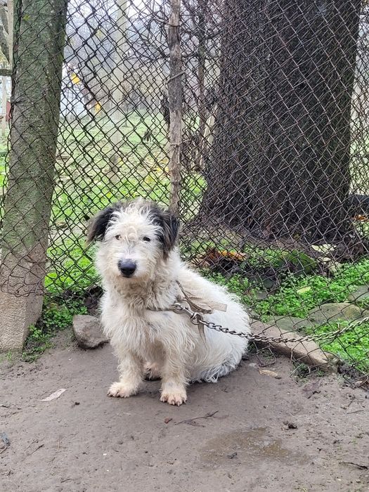 Подарявам кученце