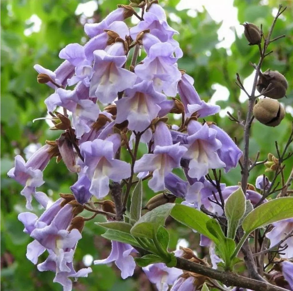Paulownia Tomentosa (Arborele Printesei)