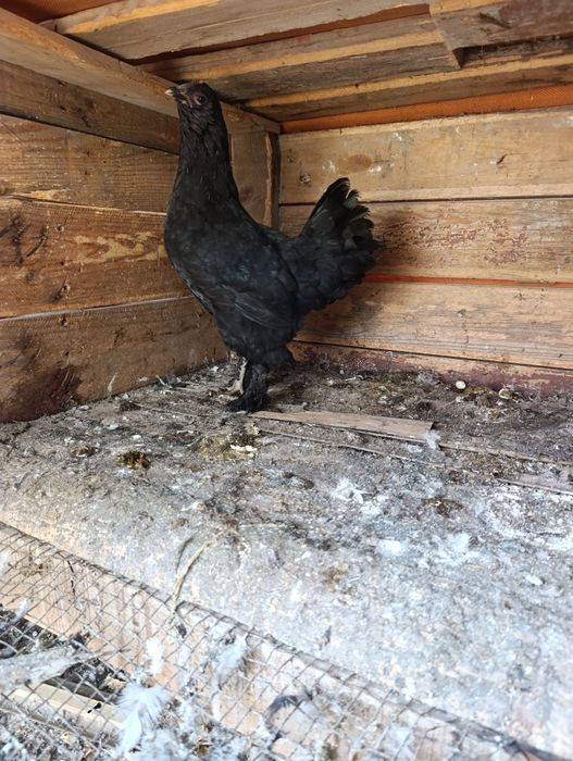 Барадатий япон товук сотилади