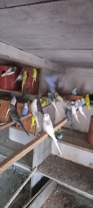 Pui peruși de vînzare