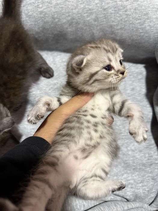 Scottish fold mushuk