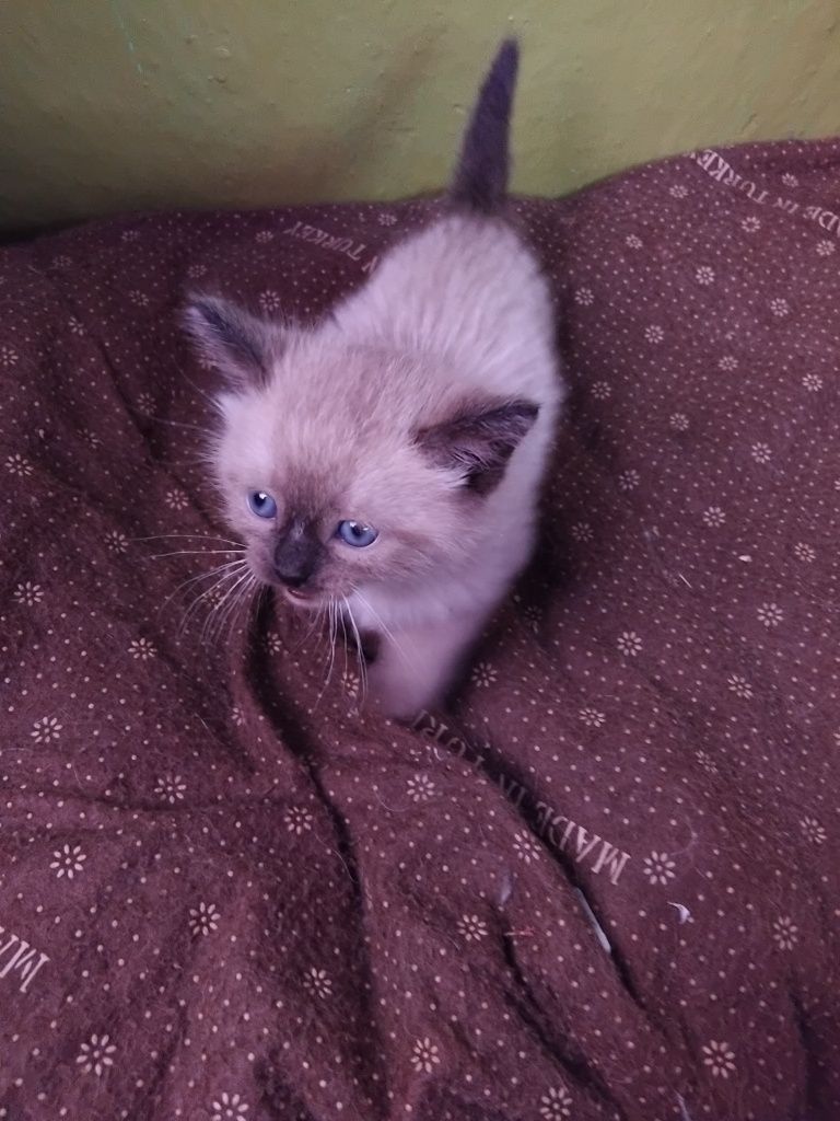 Ласковый котёнок