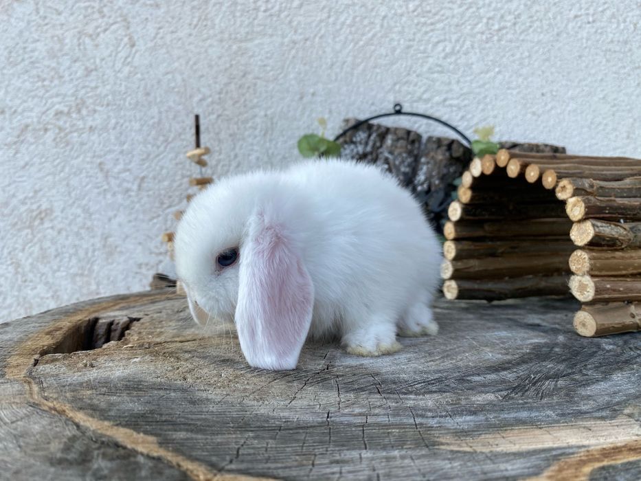 Iepuri pitici de companie berbec pitic mini lop holland lop