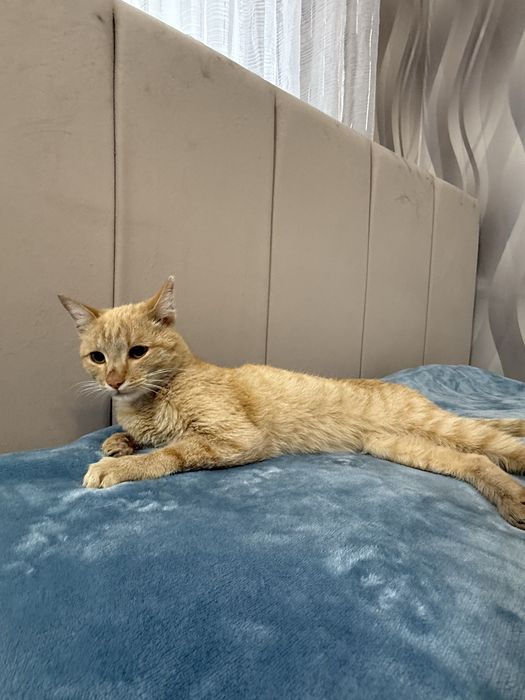 Отдам котика, 6 месяцев