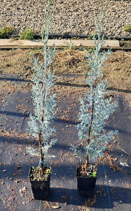 Cupressus Arizonica Fastigiata