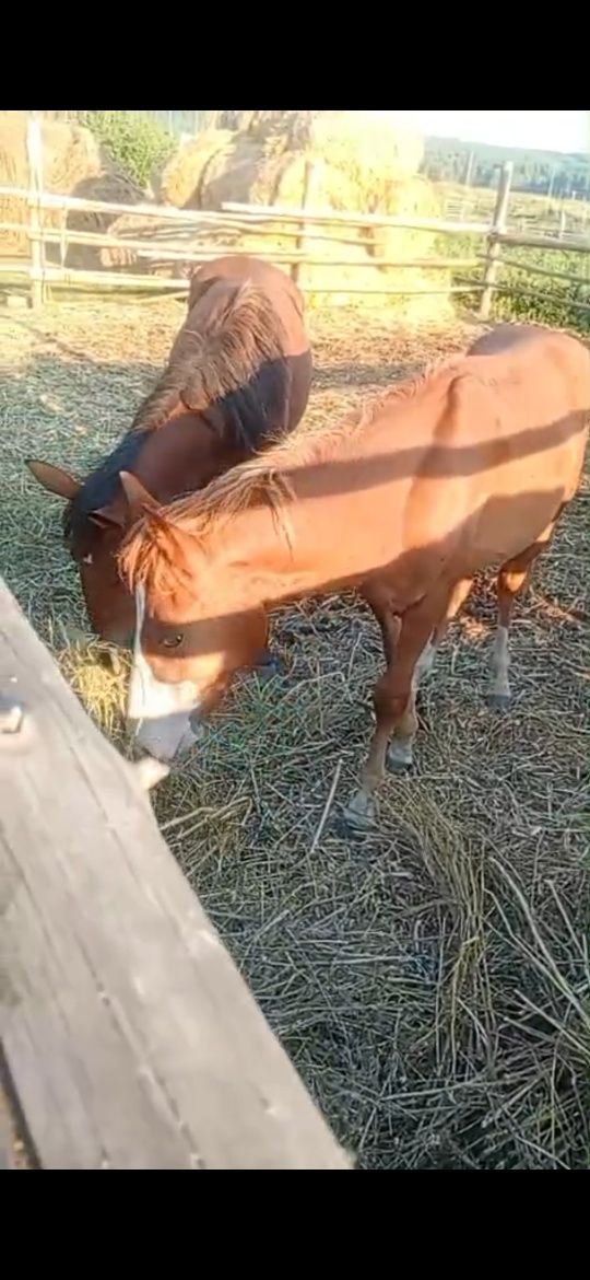 Продам лошадей три головы