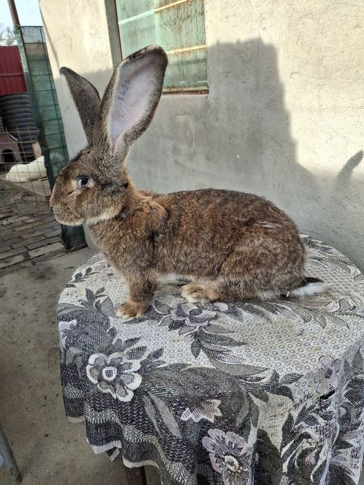 Iepuri uriaș gri german