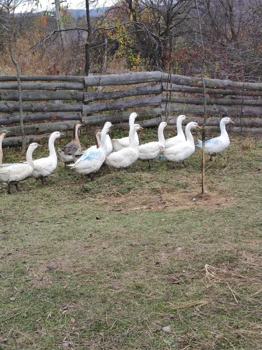 Gaste americane disponibile