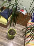 15 годишнa Драцена