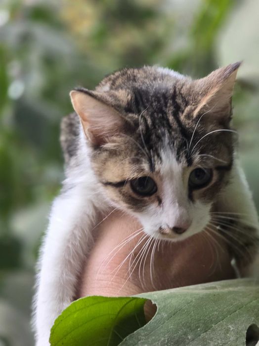 Малыш ищет семью!