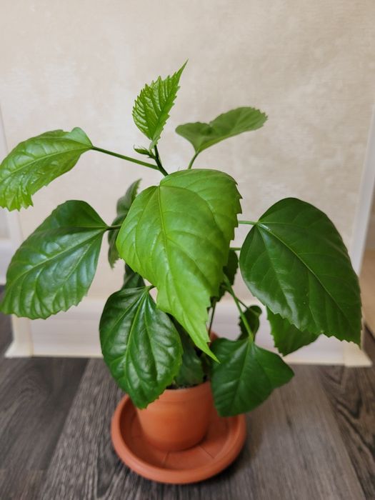 Продам китайскую розу