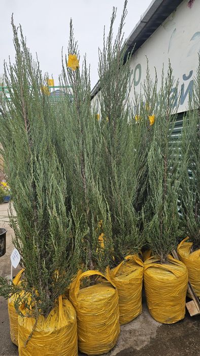 Саженцы можжевельника скального Блю Арроу, (Blue Arrow)