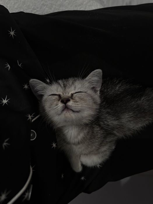 кошка британец малчик