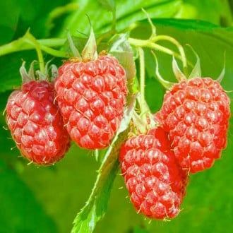 Arbusti fructiferi  soiuri de  mur  Rosu