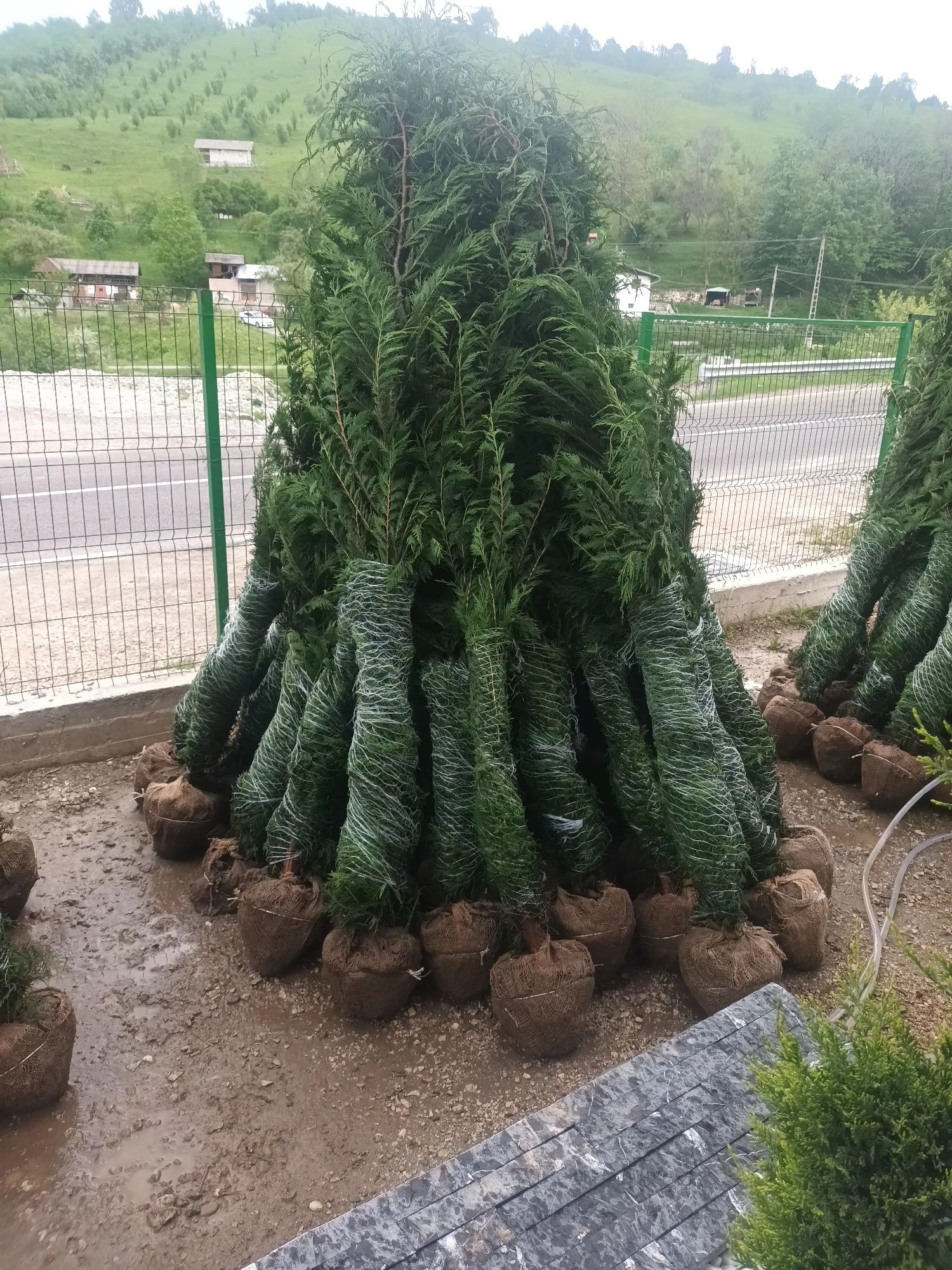 Vând plante ornamentale la preț redus