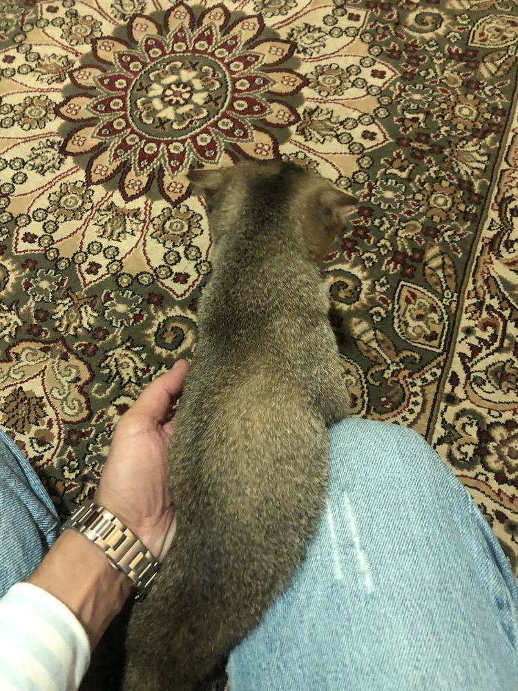 Котенок вислоухий с короткой шерстью