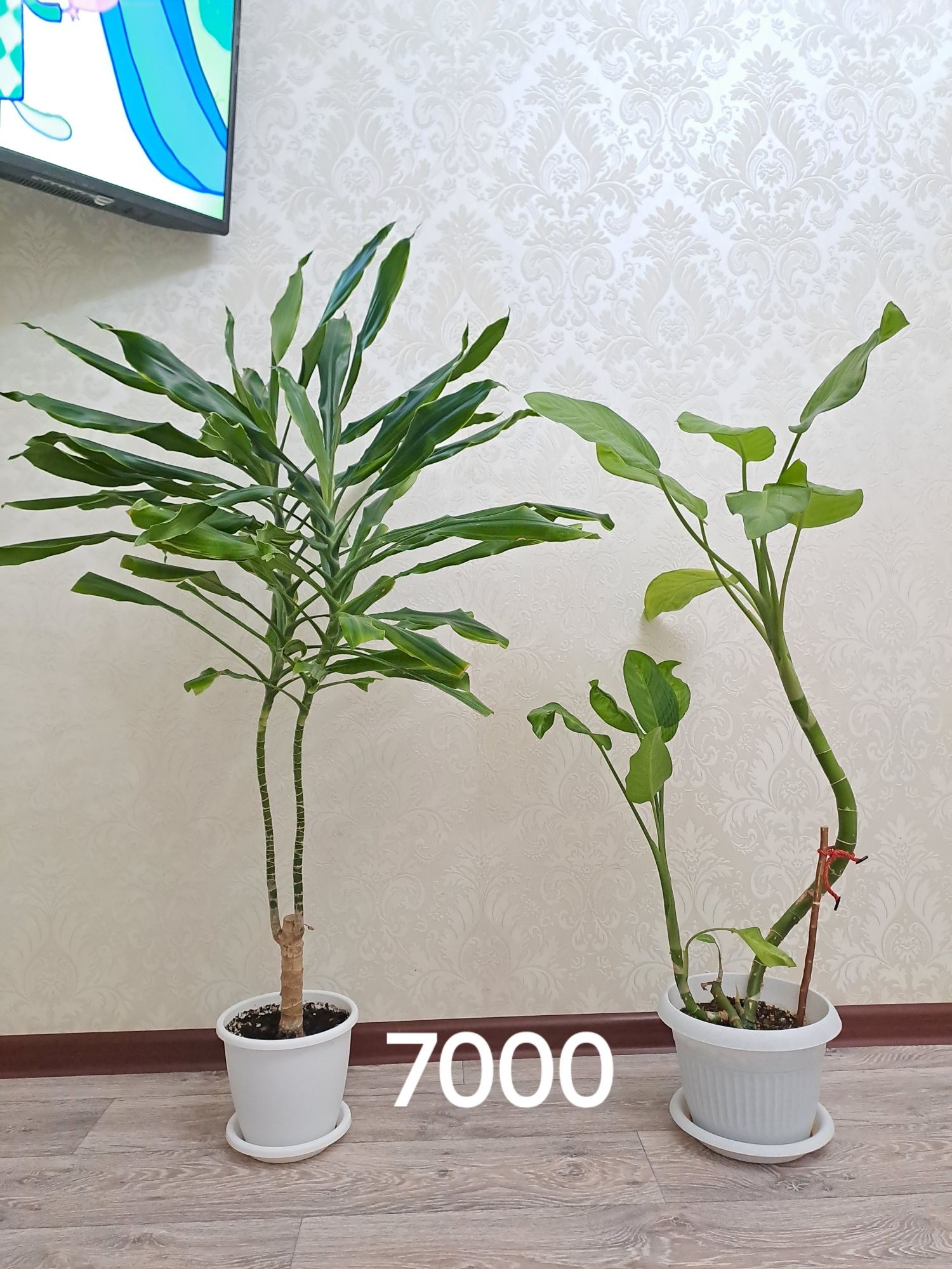 Цветы комнатные для дома и офиса