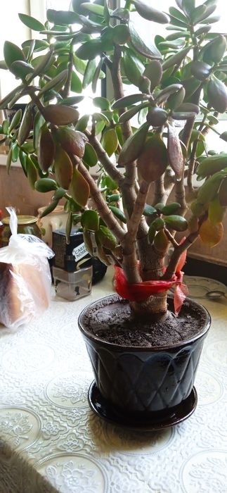 Комнатный цветок ему 15 лет