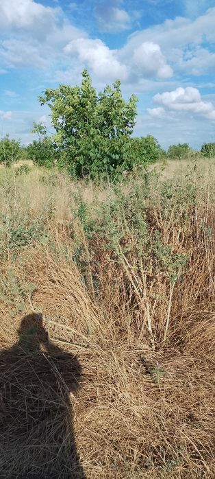 Teren intravilan 2500mp  Miron Costin variante auto/tir