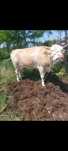 vaca de vanzare, a doua fatare