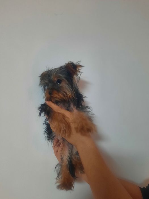 Йоркширски териер мини мъжко