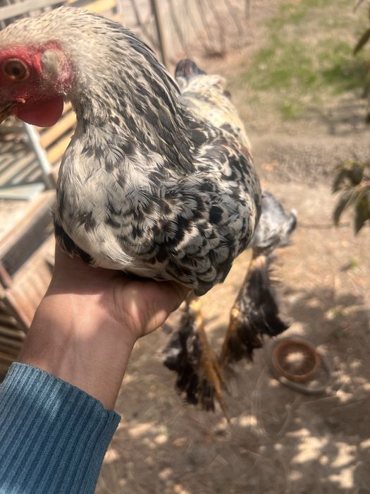 Brama xoʻrozlar sotiladi yoki xonaki chiroyli mokiyonga barteram bor