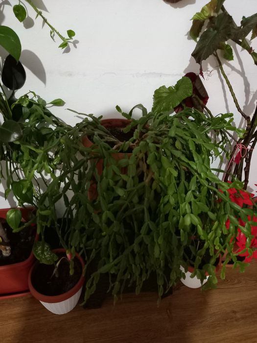 Vând plante de apartament