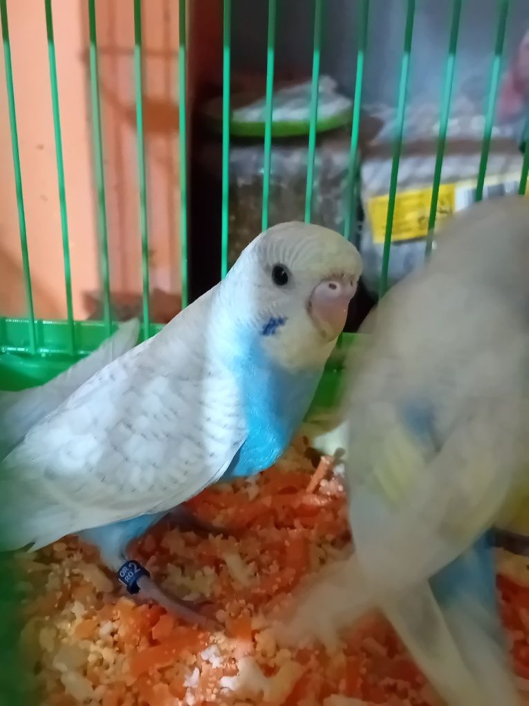 Perusi (papagali) culori deosebite