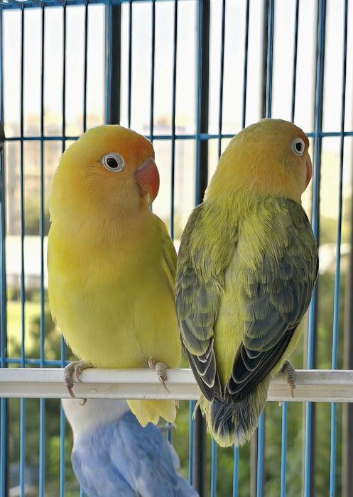 Неразлучка опалайн пар сотилади