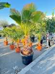 Palmier Washingtonia, oferta 1400 lei