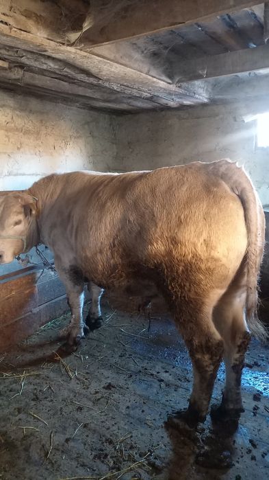 Продам быков откормленых