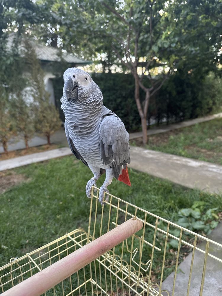 Jako 2 yosh teti