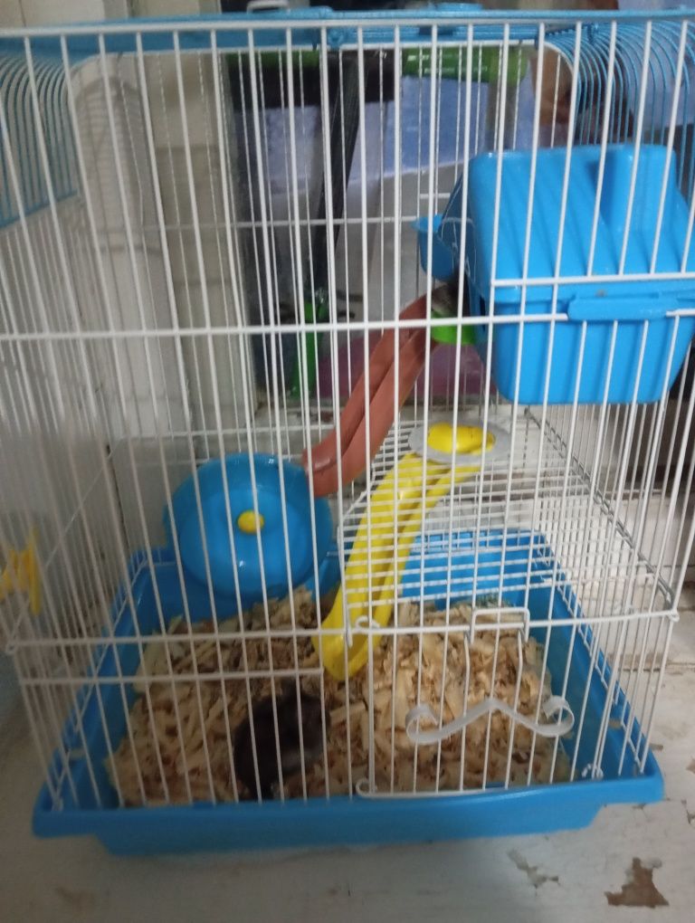 Продам клетку с хомяком