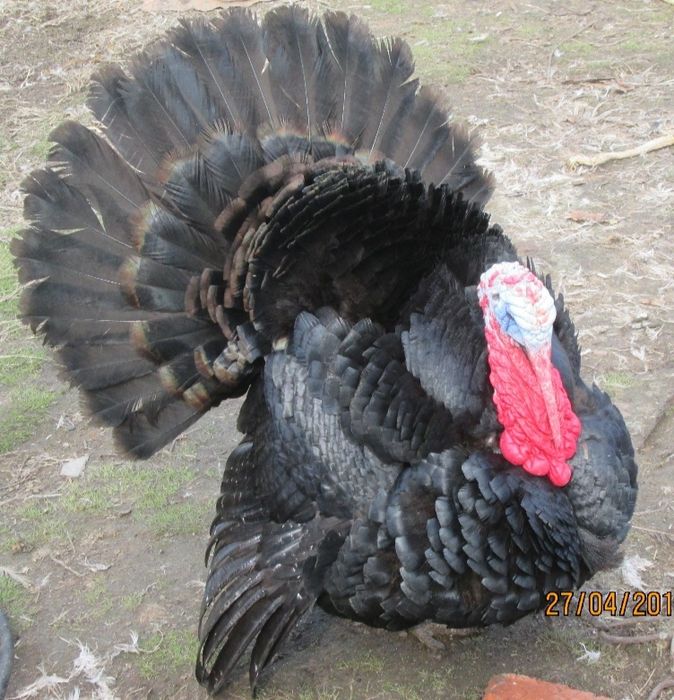 Продам индюка черного Тихорецкого