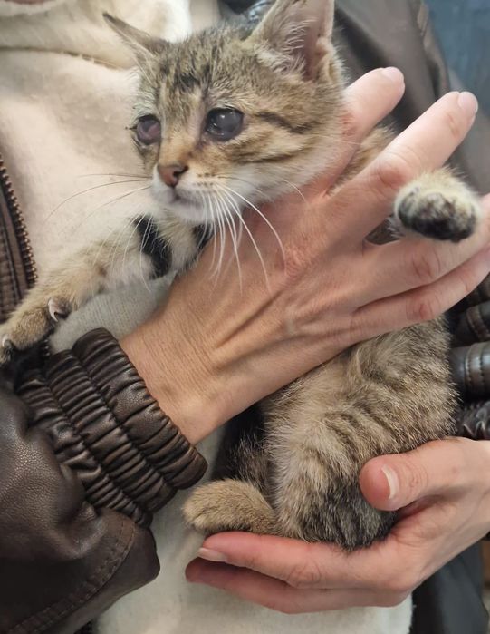 Особено коте търси особен човек