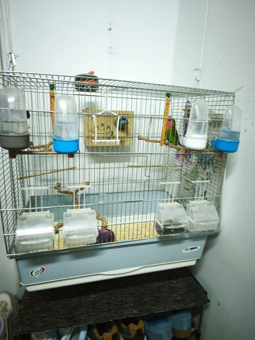 Vand papagali agapornis