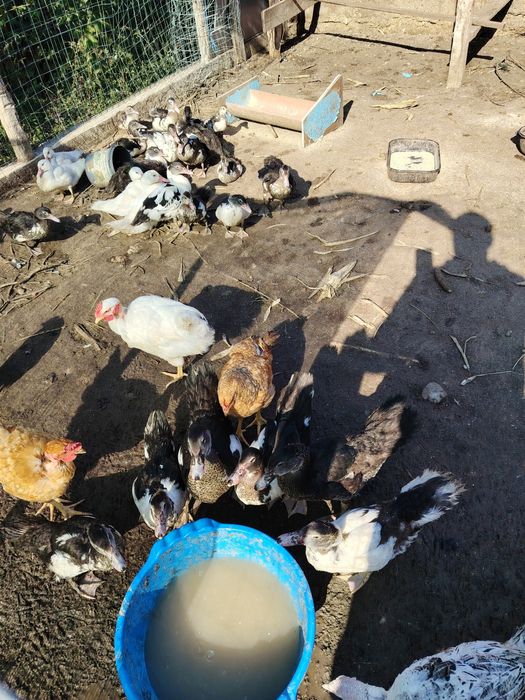 Rate leșești boboci