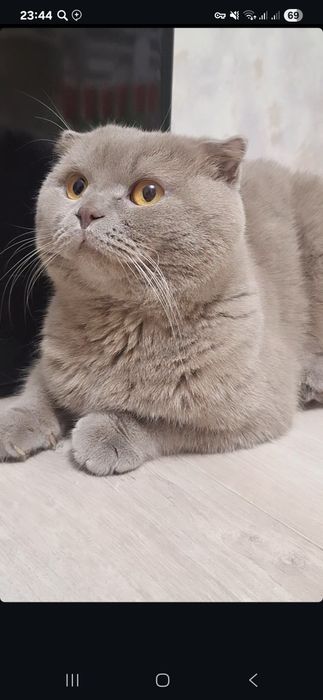 Scottish Fold 1'5 yosh oğil bola zot olishga