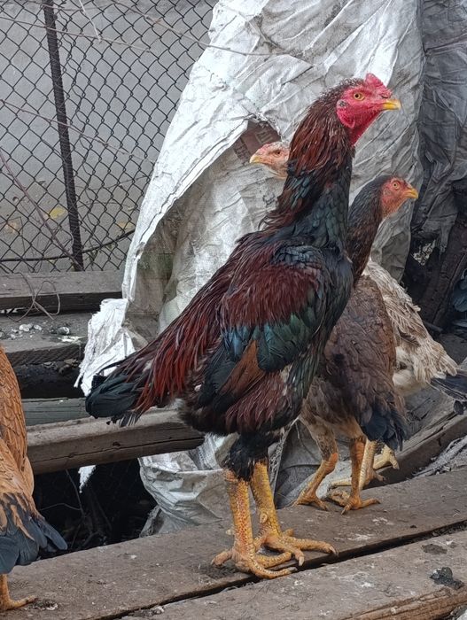 Дакан туляк майский 1.7 месяца