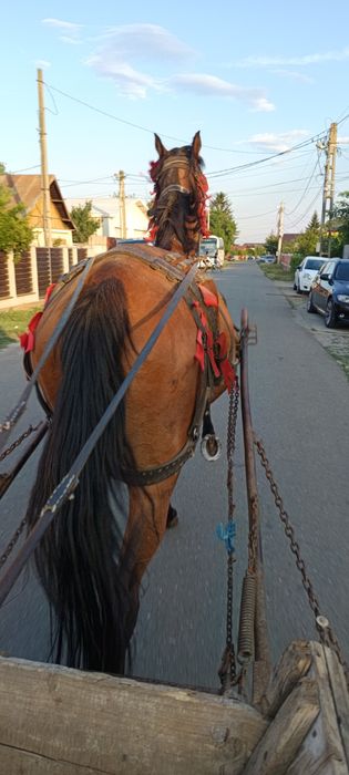 Vând iapa bună de ham
