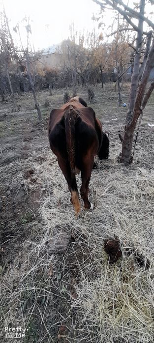 Sigir bugoz 5 oydan oshgan