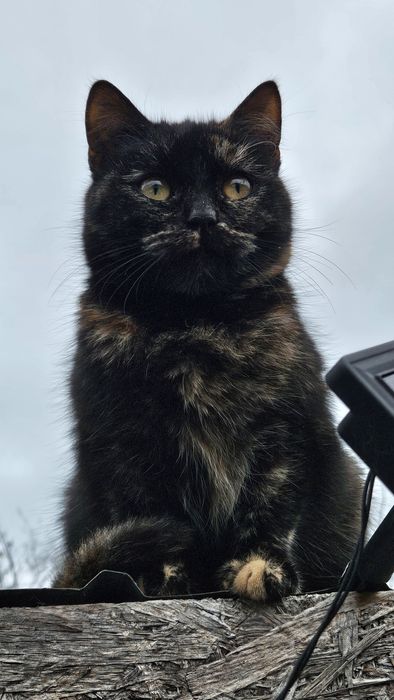 Sushi si Luna își cauta familie