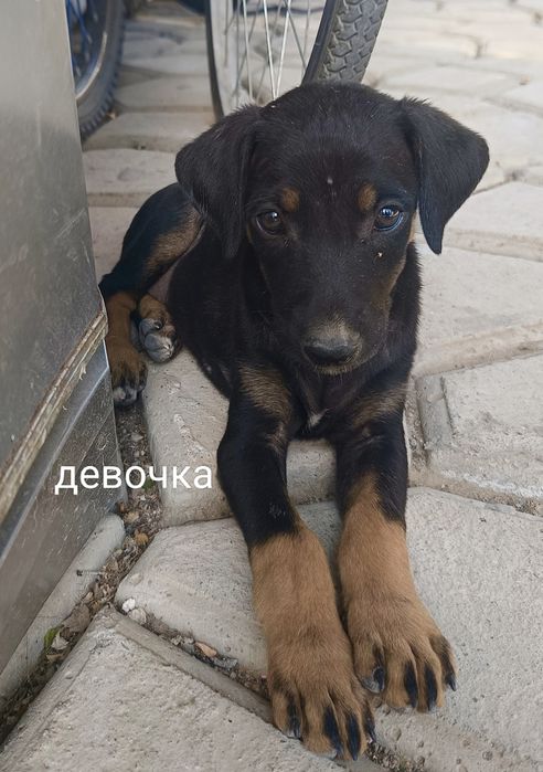 Отдам щенков в добрые руки