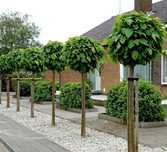Vand copaci tei, catalpa, mesteacan, artar,magnolia,plante ornamentale